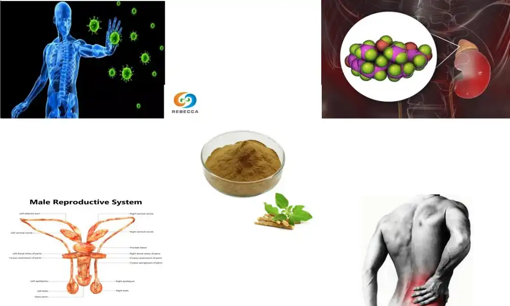 Organic vs Regular Ashwagandha Extract: Which Wins?